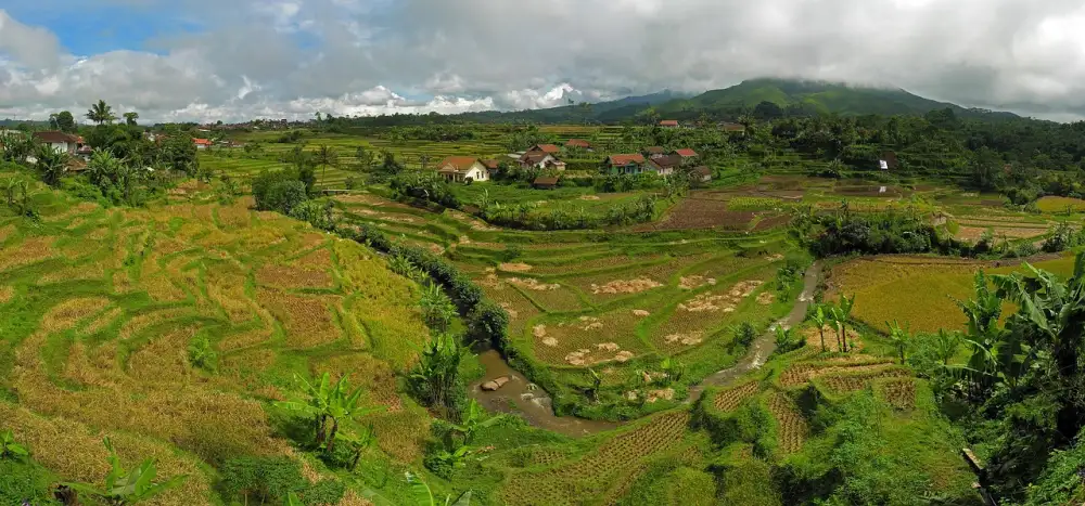 Jawa Perak